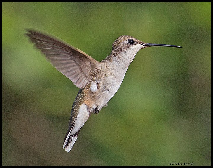 _3SB6859 black-chinned hummingbird.jpg